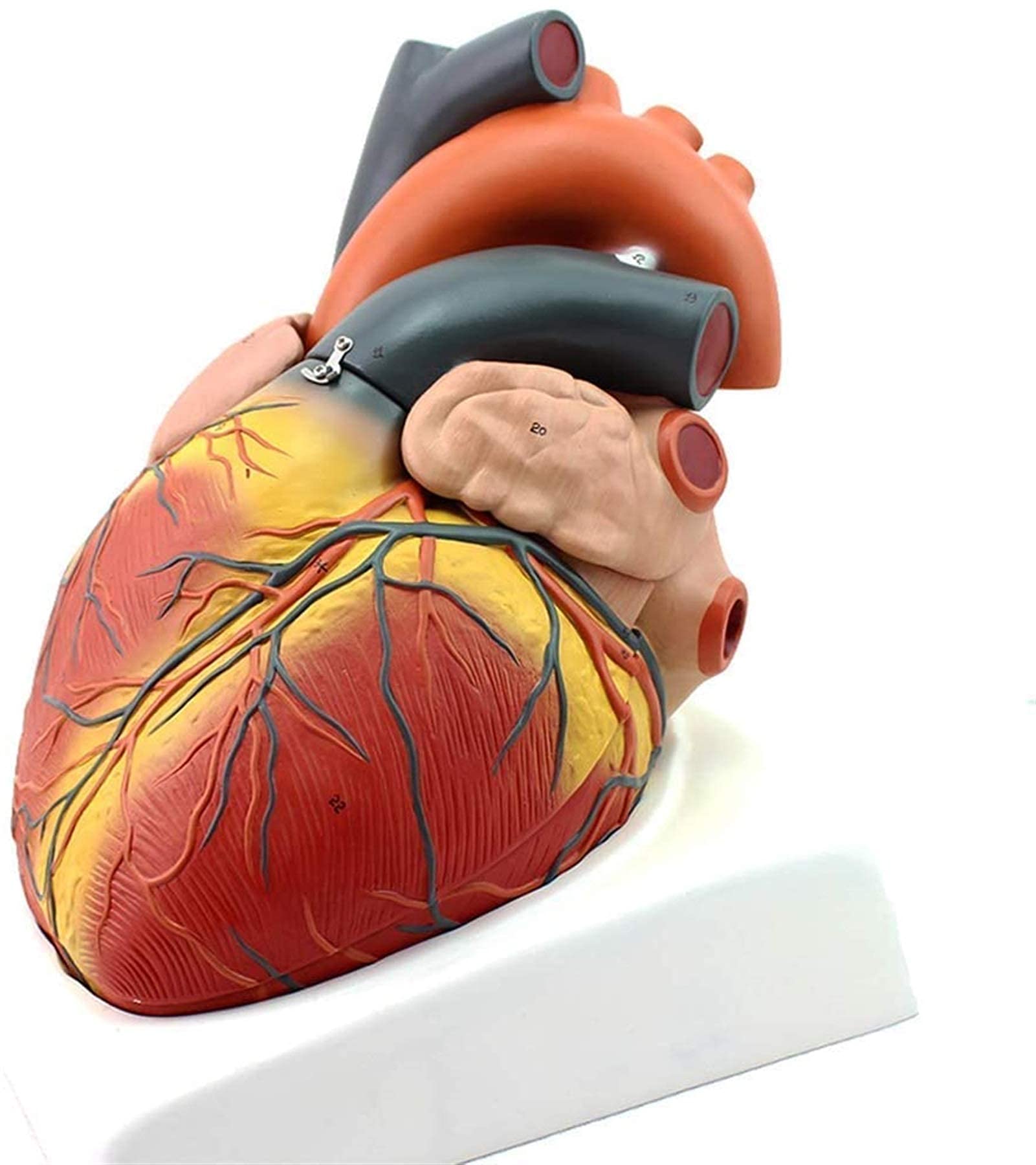 Modello anatomico, Modello Cuore ingrandito 4X - Modello Cuore scientifico - Modello Cuore Umano Rimovibile con Segnale Digitale l'insegnamento Cardiaco Il Modello Scheletro Medico