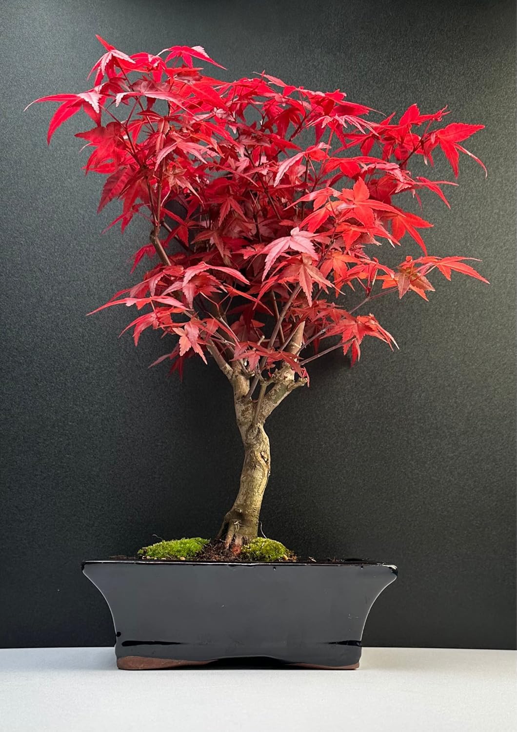 Bonsai mit Keramik Blumentopf - 20 cm Schale ca. 6 Jahre, Acer Deshojo/Japanischer Fächerahorn - Acer (Ahorn) Bonsai/Ligustrum, Ficus, Carmona, Podocarpus, Chinese elm - ca. 9-11 Jahre