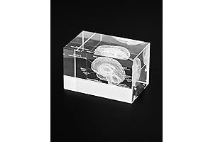 QWORK 3D Human Brain Anatomical Model: Unveiling the Complexities of the Human Mind