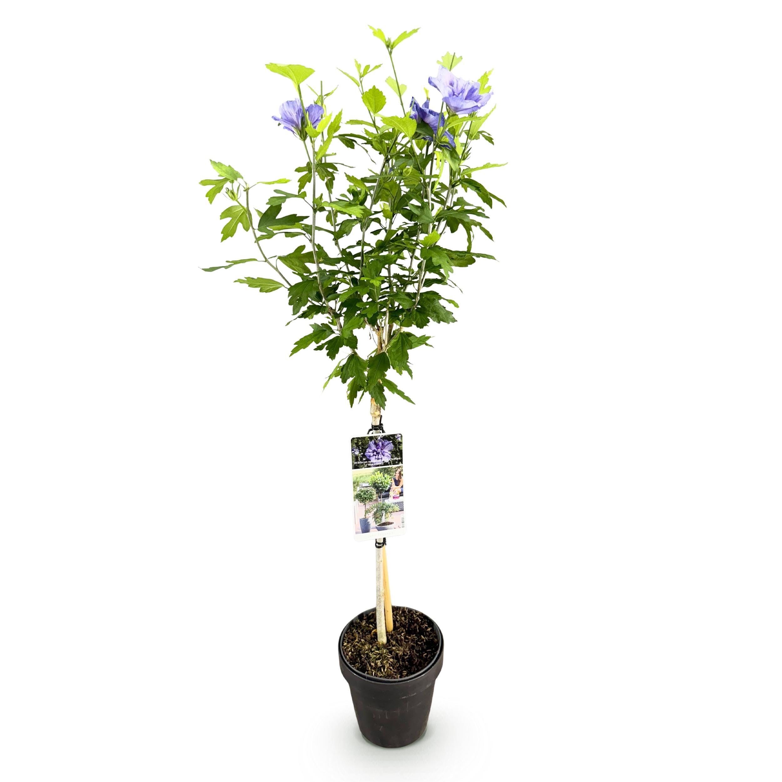 Hibiscus syriacus Blue Chiffon - Roślina stojąca - Roślina tarasowa - Liściasta - Niewymagająca pielęgnacji - 80-90cm - Ø19cm - Roślina ogrodowa