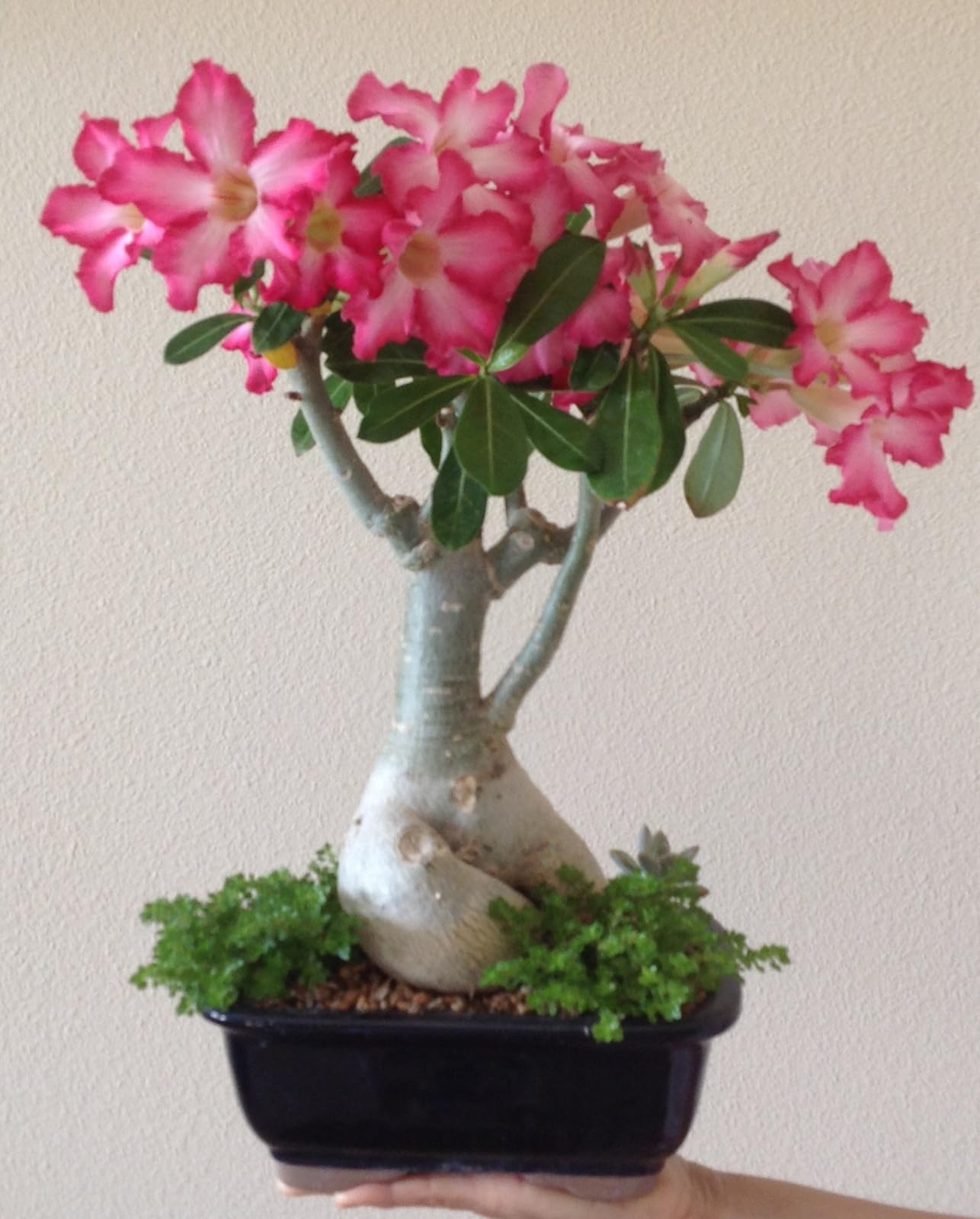 Desert Rose Tubers/Cold-Hardy Perennials/Flowers Year-Round/Professional Planting for Stunning Garden Displays-2 Bulbs