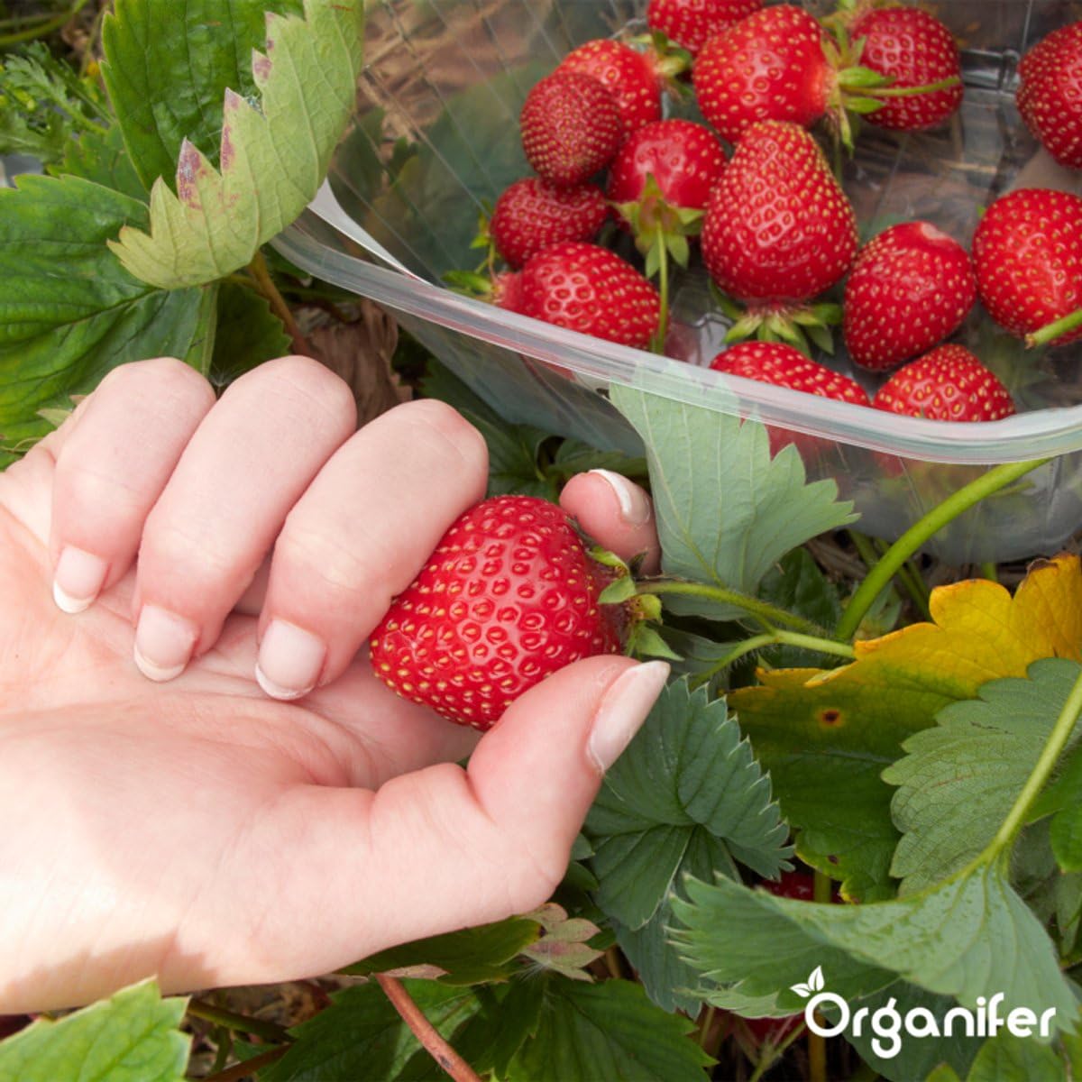 Engrais Pour Fruits, Tomates, Herbes Aromatiques Et Légumes - Tout-En-Un - 10 Kg Pour 200 M2 - Granulés Pour Une Croissance, Des Rendements Élevés Et Un Goût Délicieux - Organifer