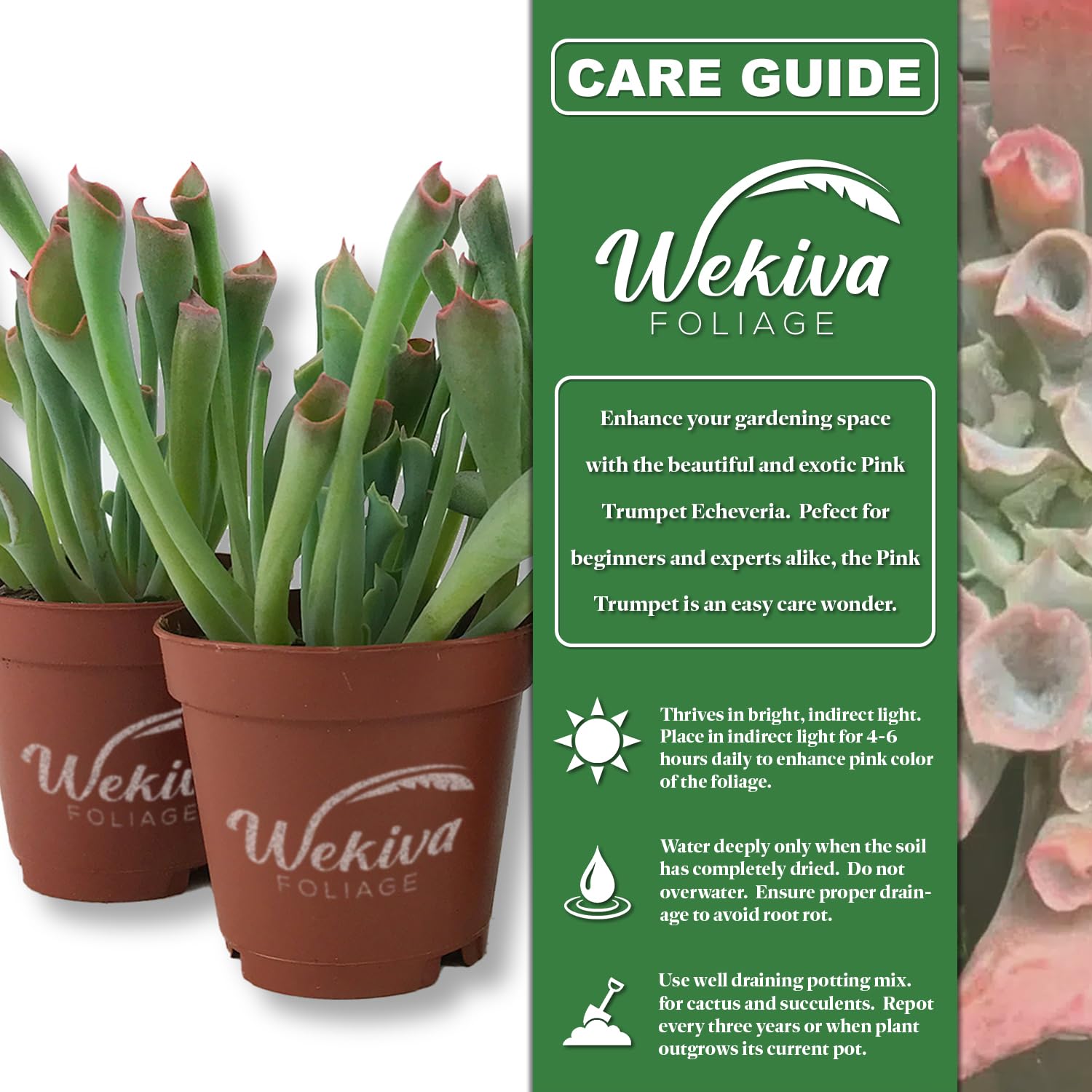 Amazon.com : Echeveria Pink Trumpet - Live Starter Plant in a 2