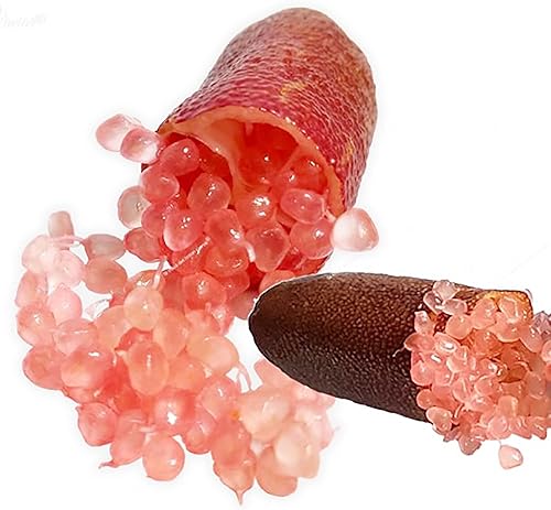 Miniatura 4 de QAUZUY GARDEN 20 semillas de lima australiana, lima caviar, semillas de frutas sin OMG, árbol frutal exótico tropical perenne, alto rendimiento y