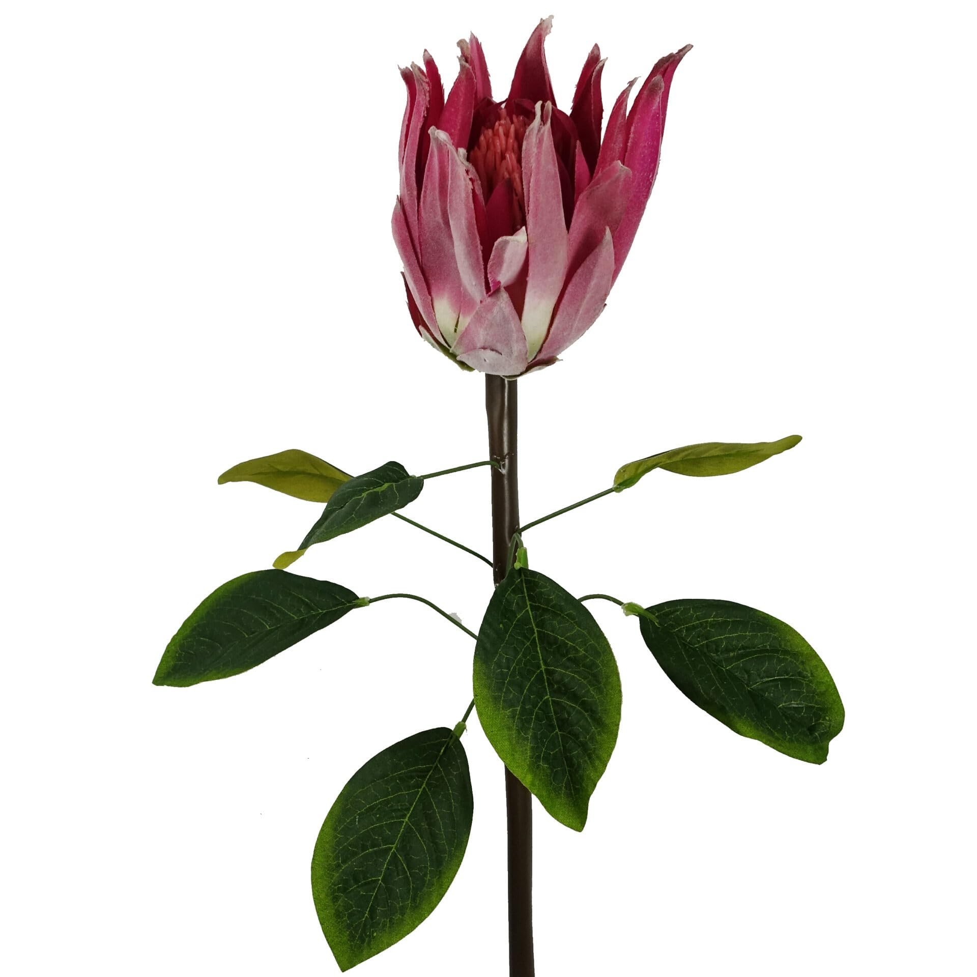65cm Protea Sugarbush Flower Stem - Pink - Artificial Silk Flower - Realistic Faux Plant - Leaf Brand