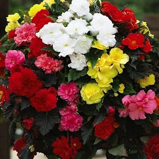 Begonia x tuberhybrida 'Non-Stop® Mixed' F1 Hybrid, Half-Hardy Perennial, 1 Packet (30 Begonia Seeds) by Thompson and Morgan