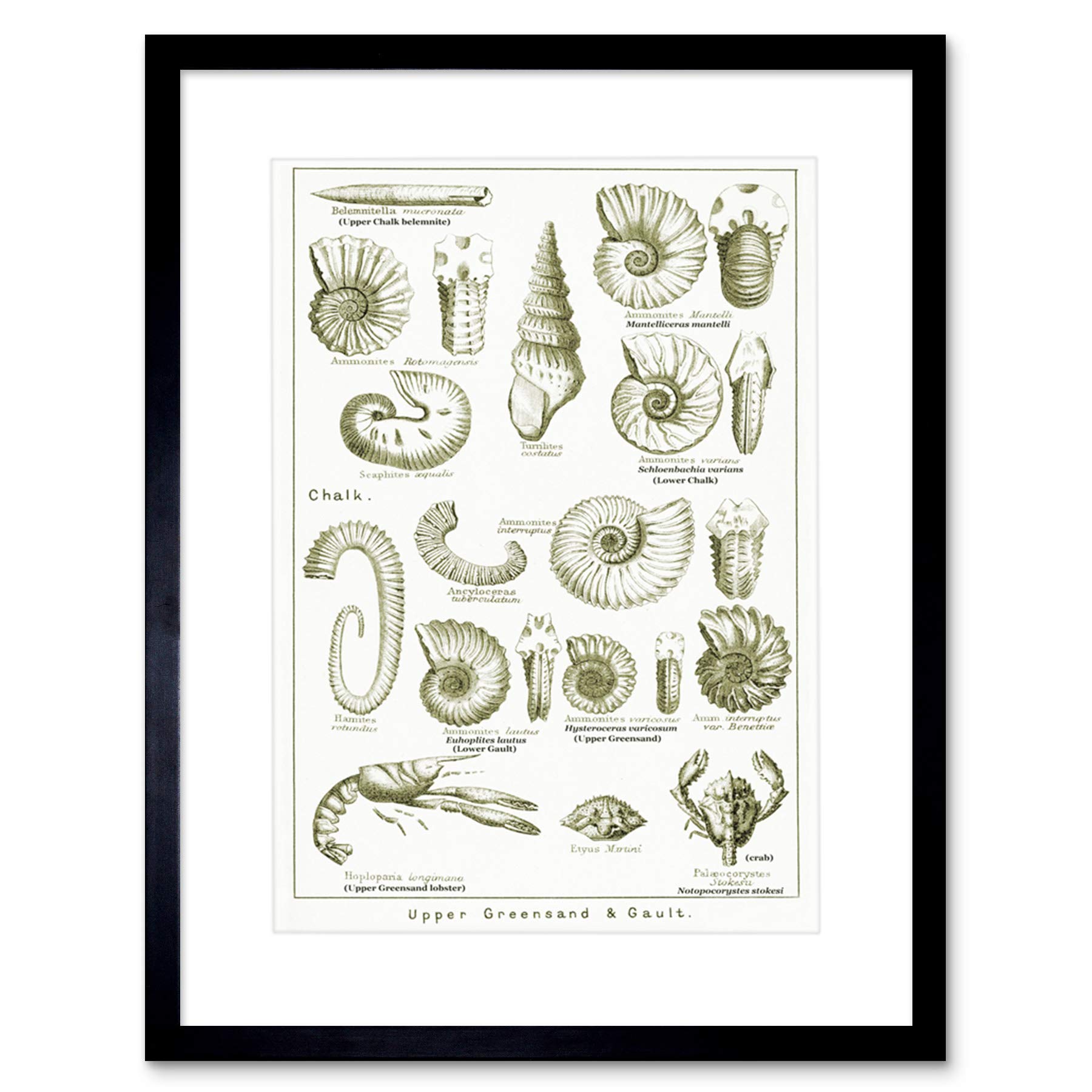 Wee Blue Coo Paintings Book Crustacean Shellfish Fossil Clay Beach Framed Art Print B12X9762