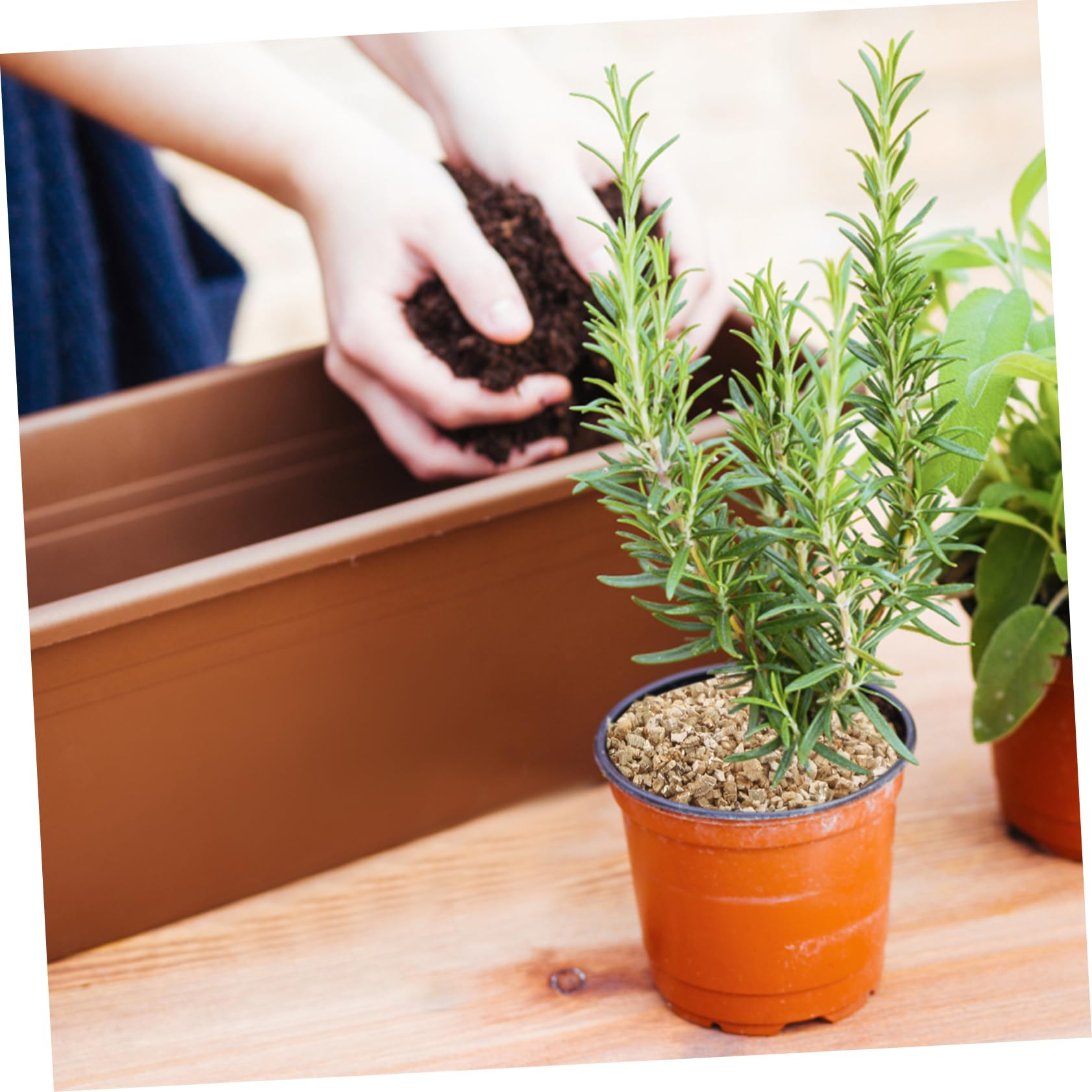 Vermiculit 3 L Beutel mit Neutralem pH für Pflanzen und Pilze | Verbessert Bodenbelüftung Sowie Feuchtigkeitsspeicherung, Geeignet für Hausgarten, Landwirtschaft als Substrat
