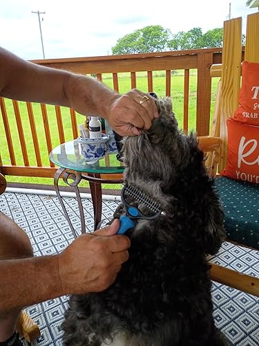 Customer photo showing pet grooming result