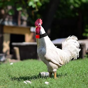 10 Pcs No Crow Rooster Collar for Roosters Cockerel Nylon Rooster Collar to Stop Crowing Prevent Chicken from Screaming or Disturbing Neighbors
