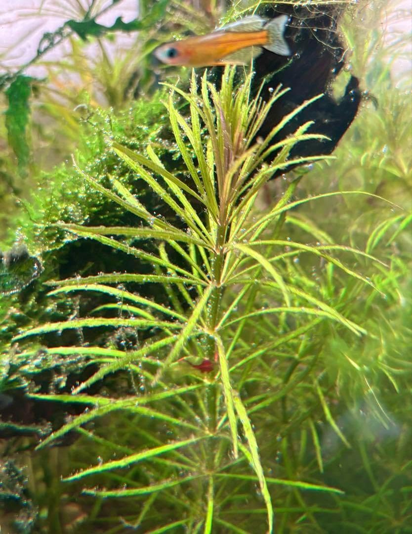 ポゴステモン ステラータ ダッセン 水中葉 5本