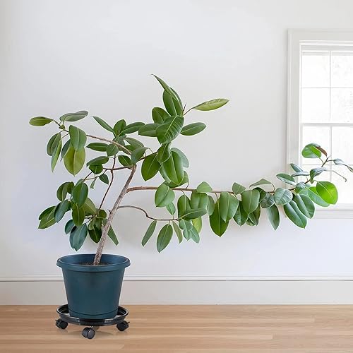 Miniatura 6 de Skelang Carrito para plantas de 13 pulgadas, soporte móvil para macetas, bandeja para paletas con ruedas, plataforma para plantas para jardineras,