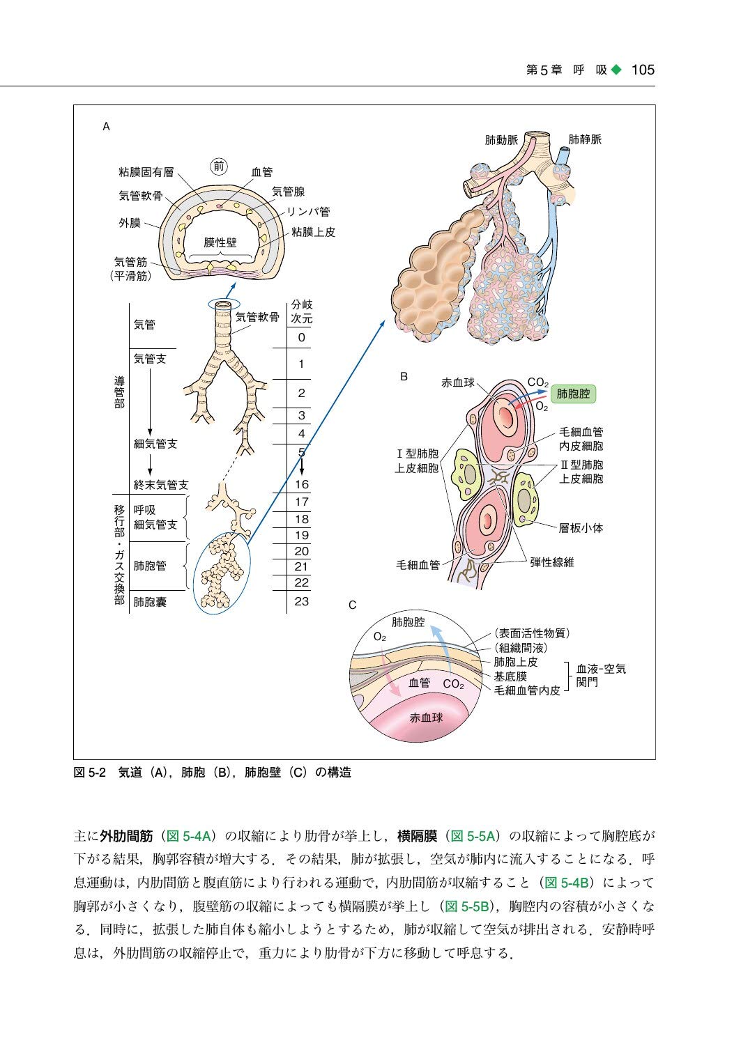 最安値 基礎歯科生理学 第7版 ecousarecycling.com