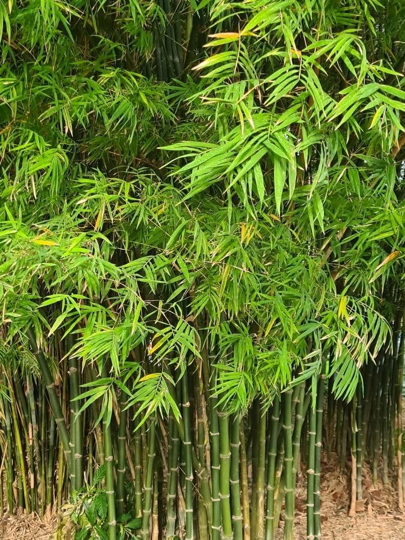 Verdecora Bambú en maceta de 5 litros | Bambusa | Planta Natural de Exterior con Follaje Denso y Vertical | Ideal para Jardines, Terrazas y Setos
