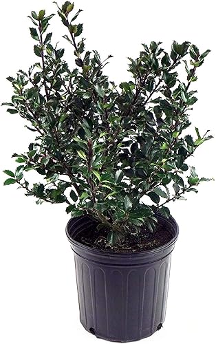 Vista 17 de Ganadores probados - Ilex x meserveae Castle Spire (Acebo) Evergreen, 3 - Contenedor