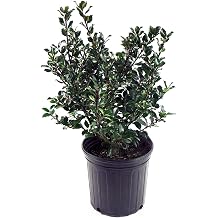 Ilex X meserveae Blue Prince Blue Holly Evergreen, #2 - Size Container