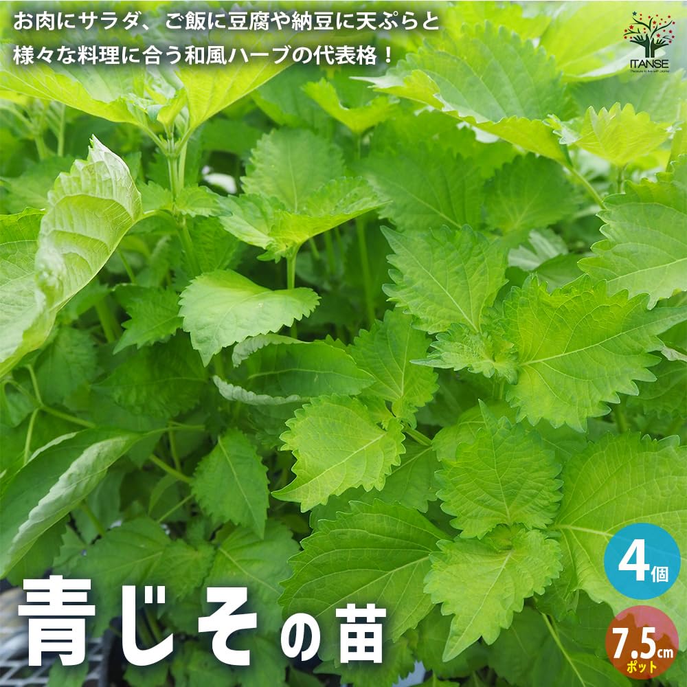 Amazon.co.jp: ITANSE 青じその苗 7.5cm(2.5号)ポット 4個セット