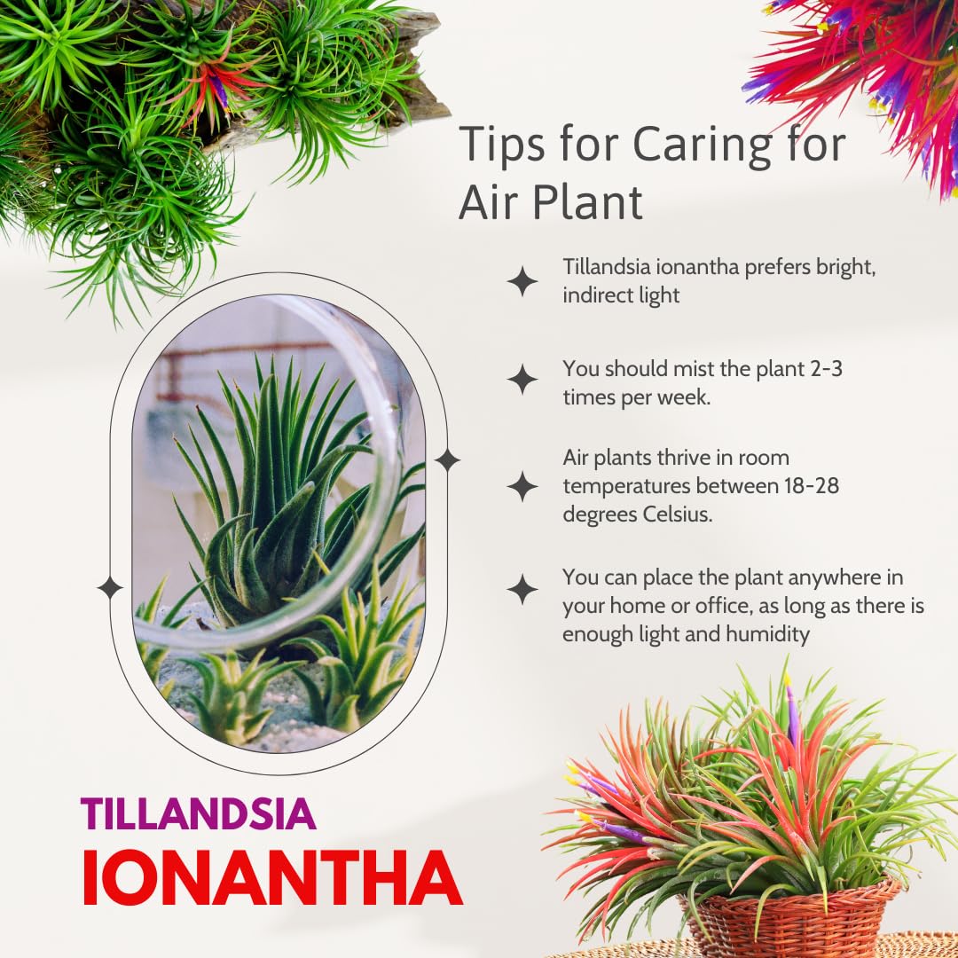 Amazon.com : 12 Air Plants, Tillandsia Air Plants Live Houseplants