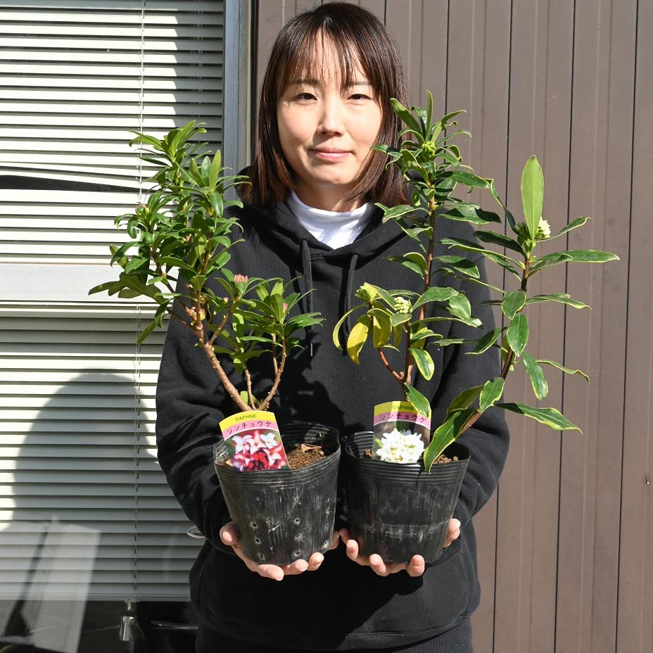沈丁花 白花 /71 園芸ネット本店|ジンチョウゲ(沈丁花):白花 沈丁花 白花 /71 園芸ネット本店|ジンチョウゲ(沈丁花):白花