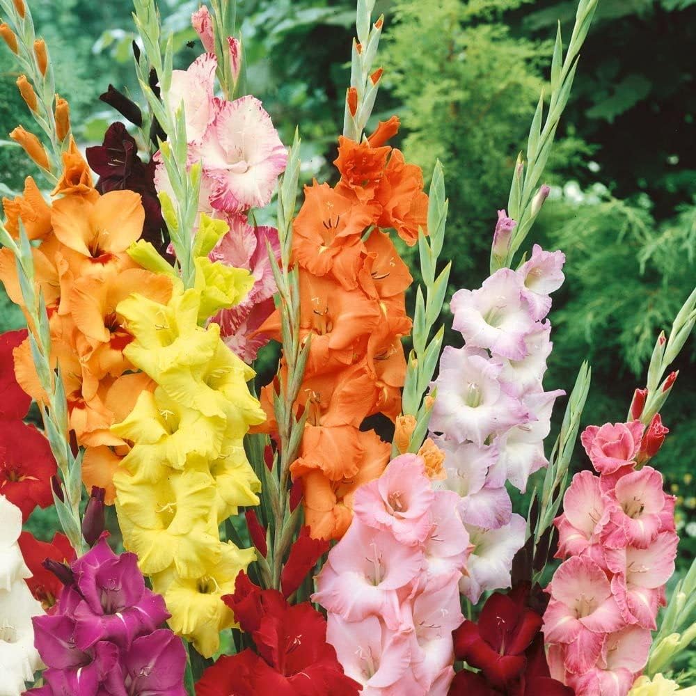 Kraft Seeds by 10CLUB Gladiolus Flowering Bulbs (Multicolor, 15 Bulbs) | Fragrant Flower Plants Seeds for Home Gardening | Bulbs for Indoor Home Decor | Flowering Bulbs | Fresh Bulbs for Flower Pots