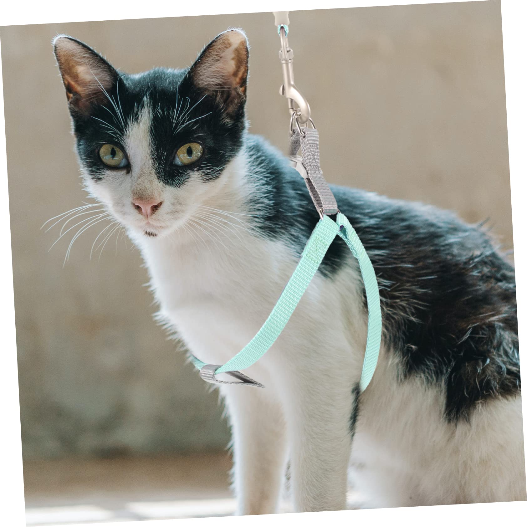 Yardwe 1Set Cat Harness and Leash Set for Small Cats Walking Leash for Outdoor Adventures Easy Control Kitten Harness for Walks