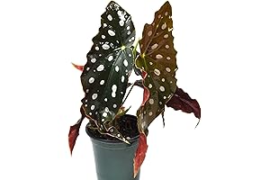 Begonia Maculata Wightii Live Plant, Polka Dot Plant, Angel Wing Begonia