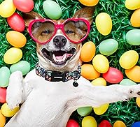 Vista 60 de DOGWONG Collar de perro de San Valentín, collar de perro con estampado de corazones para perros grandes, lindos collares de primavera, hembra