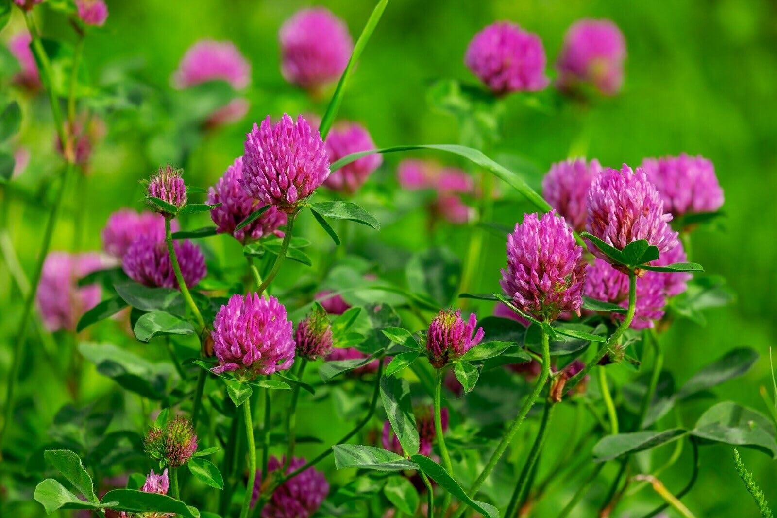 Buy4seeds Red Clover Trifolium Pratense Green Manure 5000 Seeds Easy for Grow Garden