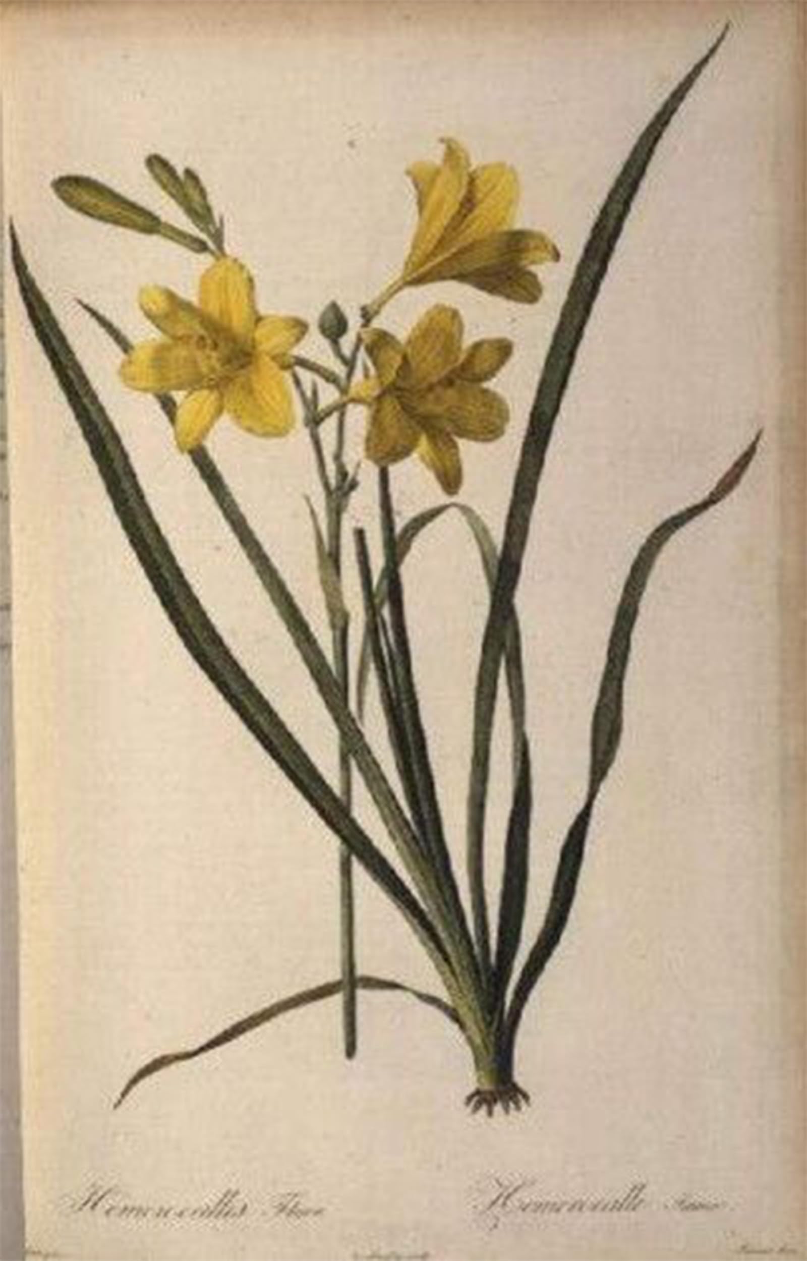 Artxlxxbn No Frame Famous Prints Artwork Pictures Poster Painting Art Hemerocallis Flava By Pierre Redouté Artwork Landscape Pictures For Home Decor 60X90cm