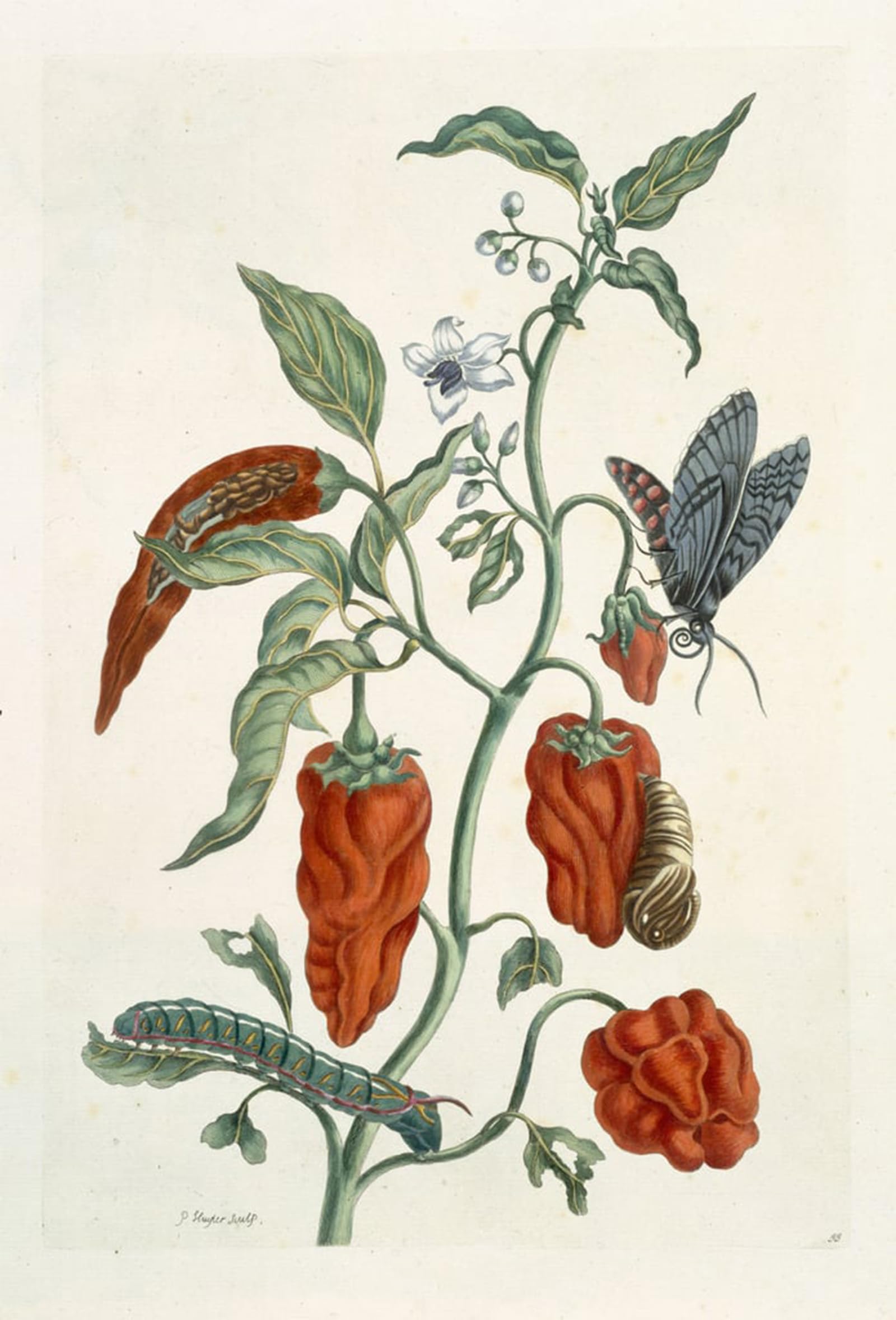 ARTXLXXBN Famous Painting Art Wall Decor Abstract Art Picture Comfrey From a Curious Herbal by Elizabeth Blackwell Animal Pictures for Home Decor 60x90cm