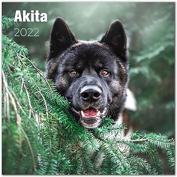 akita amazon