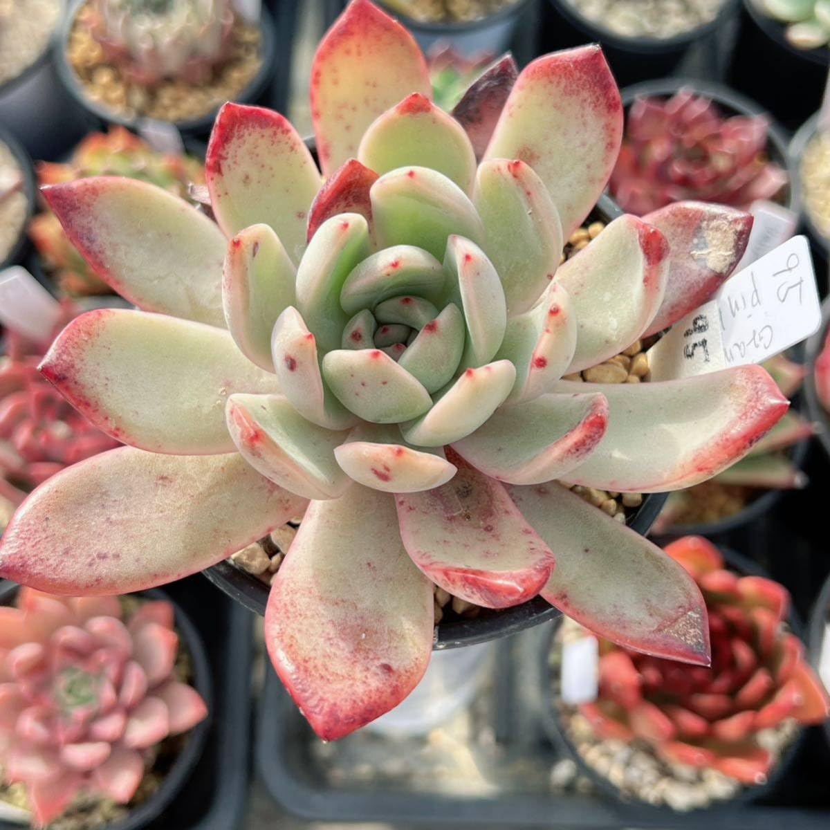 Amazon.co.jp: ！！多肉植物 グラムピンク 特大 韓国苗 美苗 農園直売