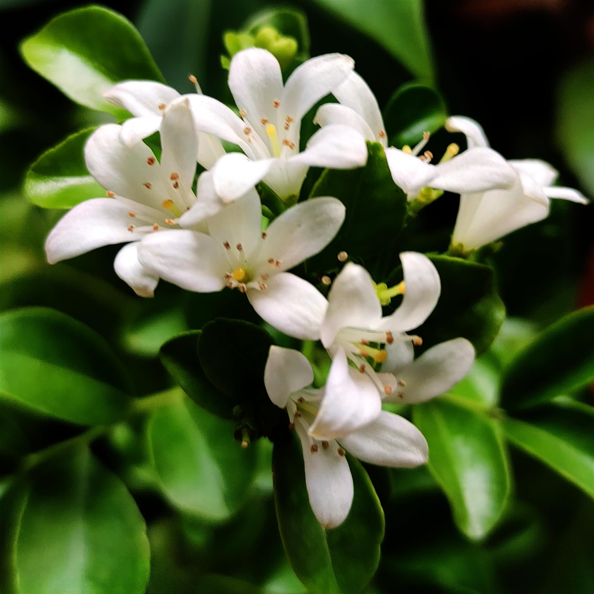 Navaurja Dwarf Murraya Paniculata | Kamini | Orange Jasmine Fragrant Flower Plant (B097F64ZMV) Amazon Price History, Amazon Price Tracker