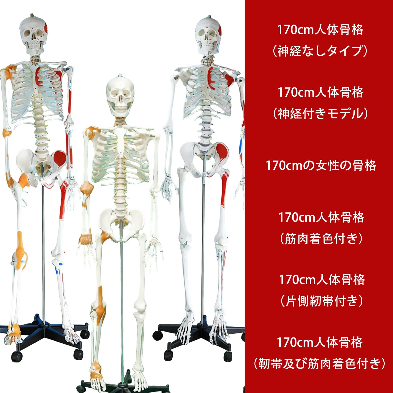 Amazon.co.jp: 人間の骨格モデル 骨格標本 人体模型 モデルスケルト