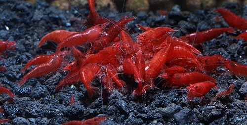 Miniatura 5 de Acuario vivo de agua dulce Camarones Neocaridina (Bloody Mary (paquete de 10))
