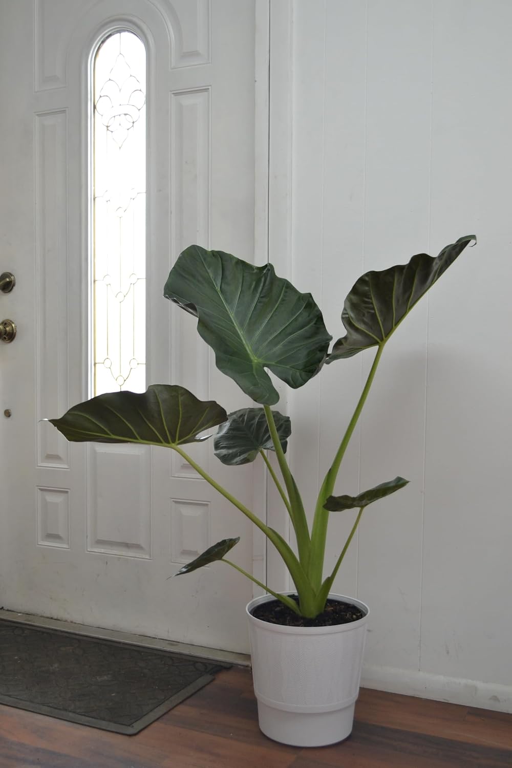 Live Plant Starter Pack | 3 Large Indoor Plants in 10” Pots – Alocasia Regal Shield, White Bird of Paradise & Monstera Deliciosa | Perfect for Apartments, New Homes, Dorm Rooms & Housewarming Gifts