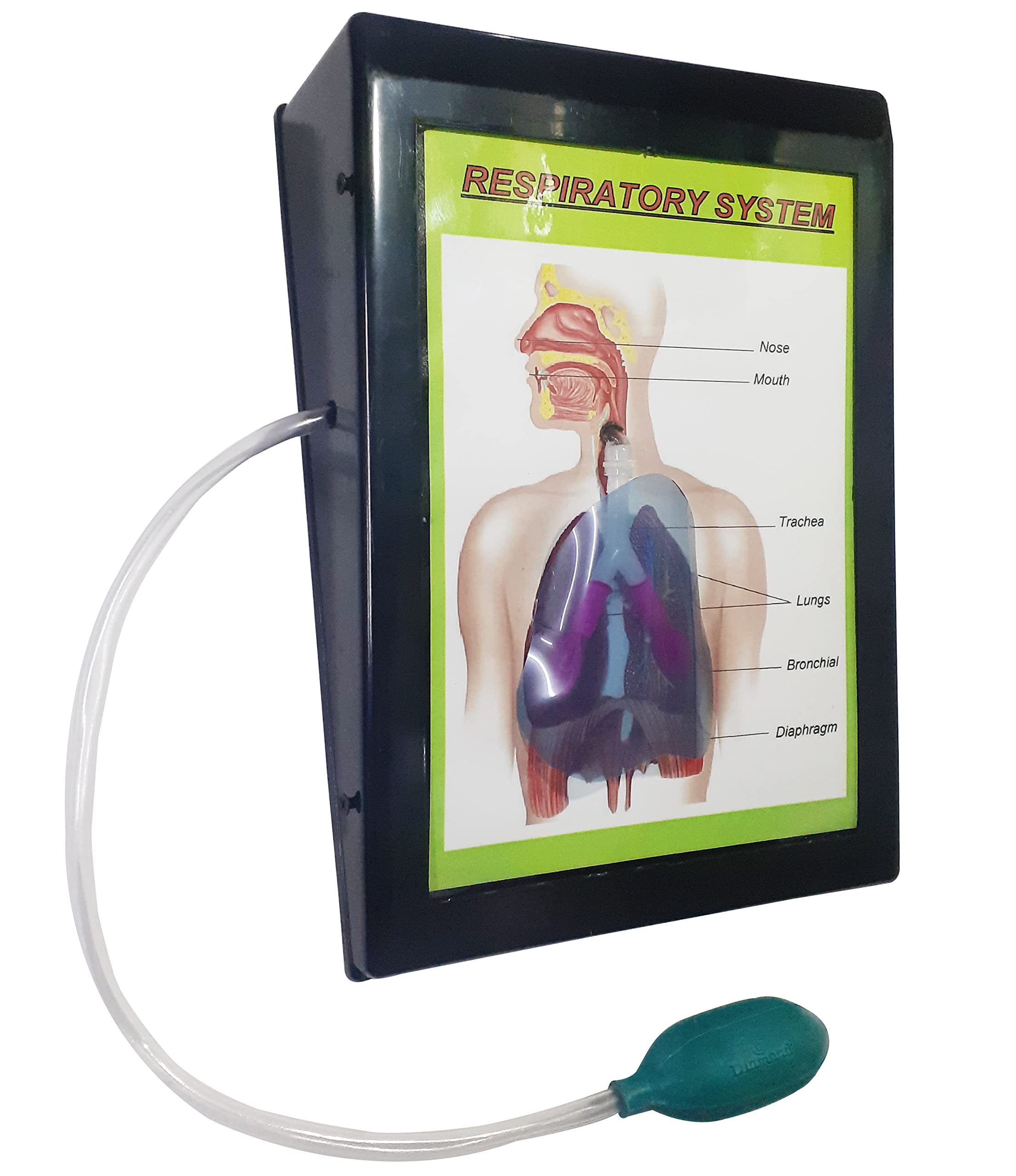 MELODY S HOBBY CENTRE Respiratory System Using Balloon Low Cost Teaching Aid (LOCTAS) Biology Science Model for School. (B0BYJWKTL7) Amazon Price History, Amazon Price Tracker