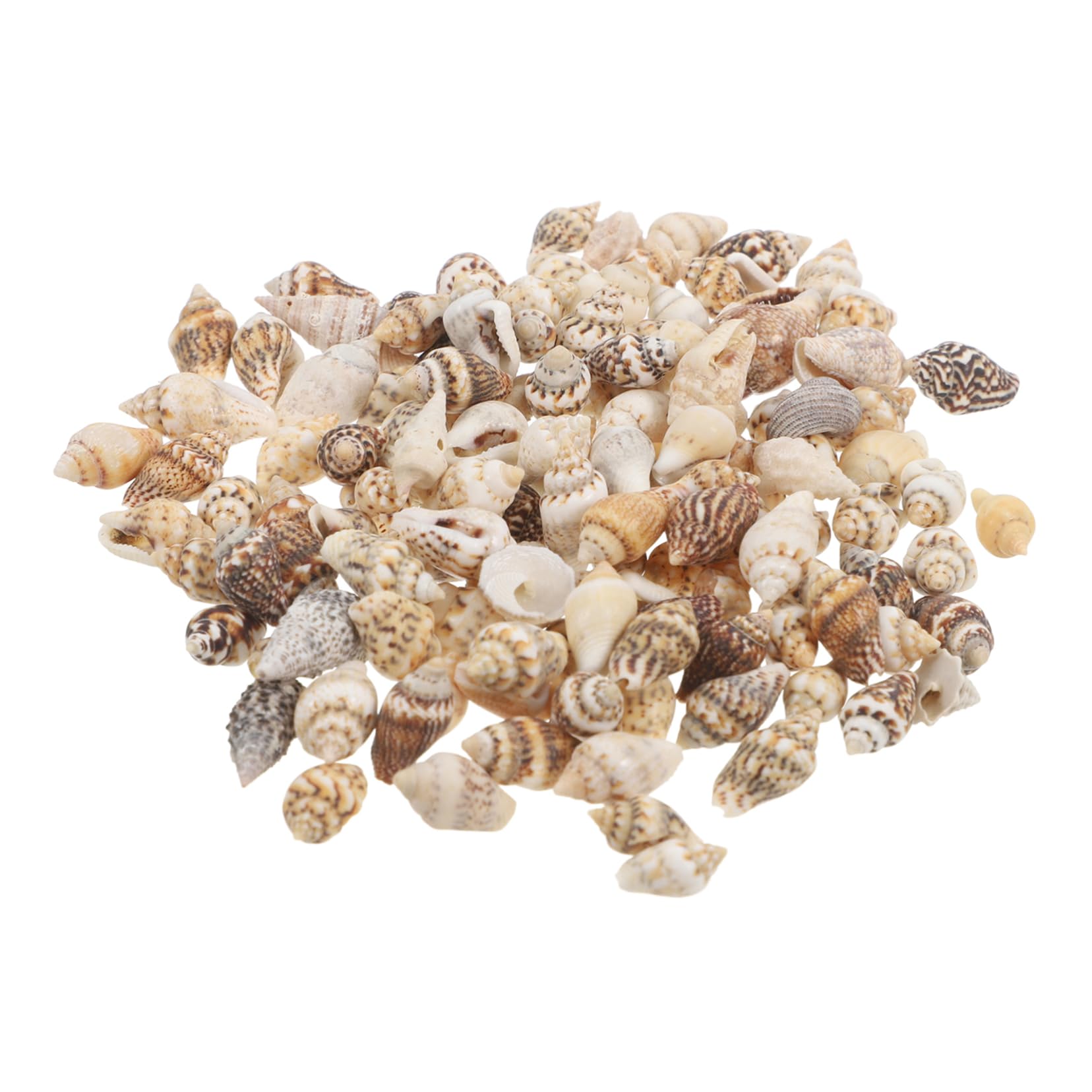 貝殻いろいろ 貝殻の問屋さん- 世界の貝殻・自然素材・サンゴ砂を直輸入・卸売