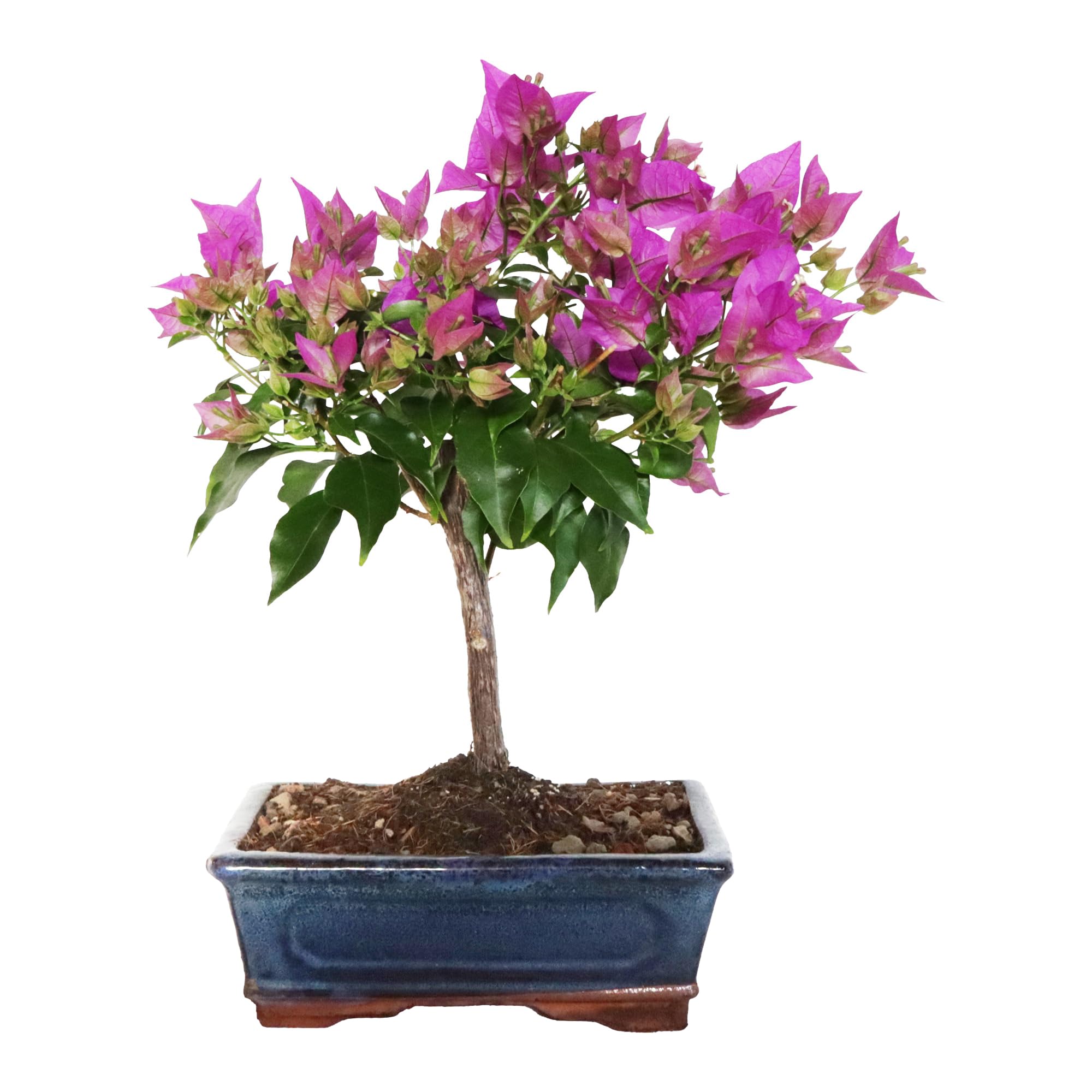 KENTIS - Bonsái Bougainvillea Sanderiana - Bonsái Ornamental Auténtico Para Exterior - Plantas con Flores - Altura 30/40 cm Maceta Ø 18,5 cm