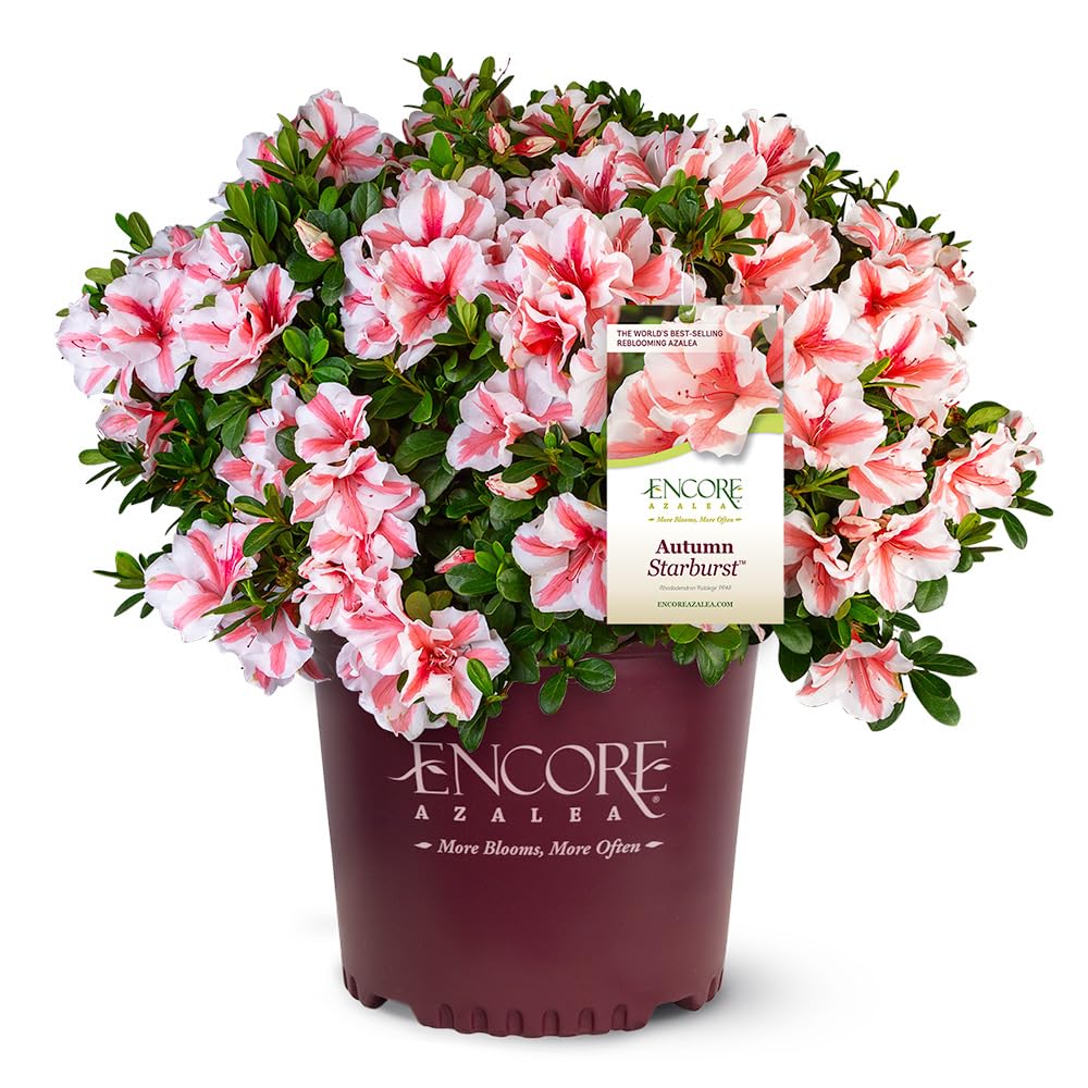 Encore Azalea Autumn Starburst