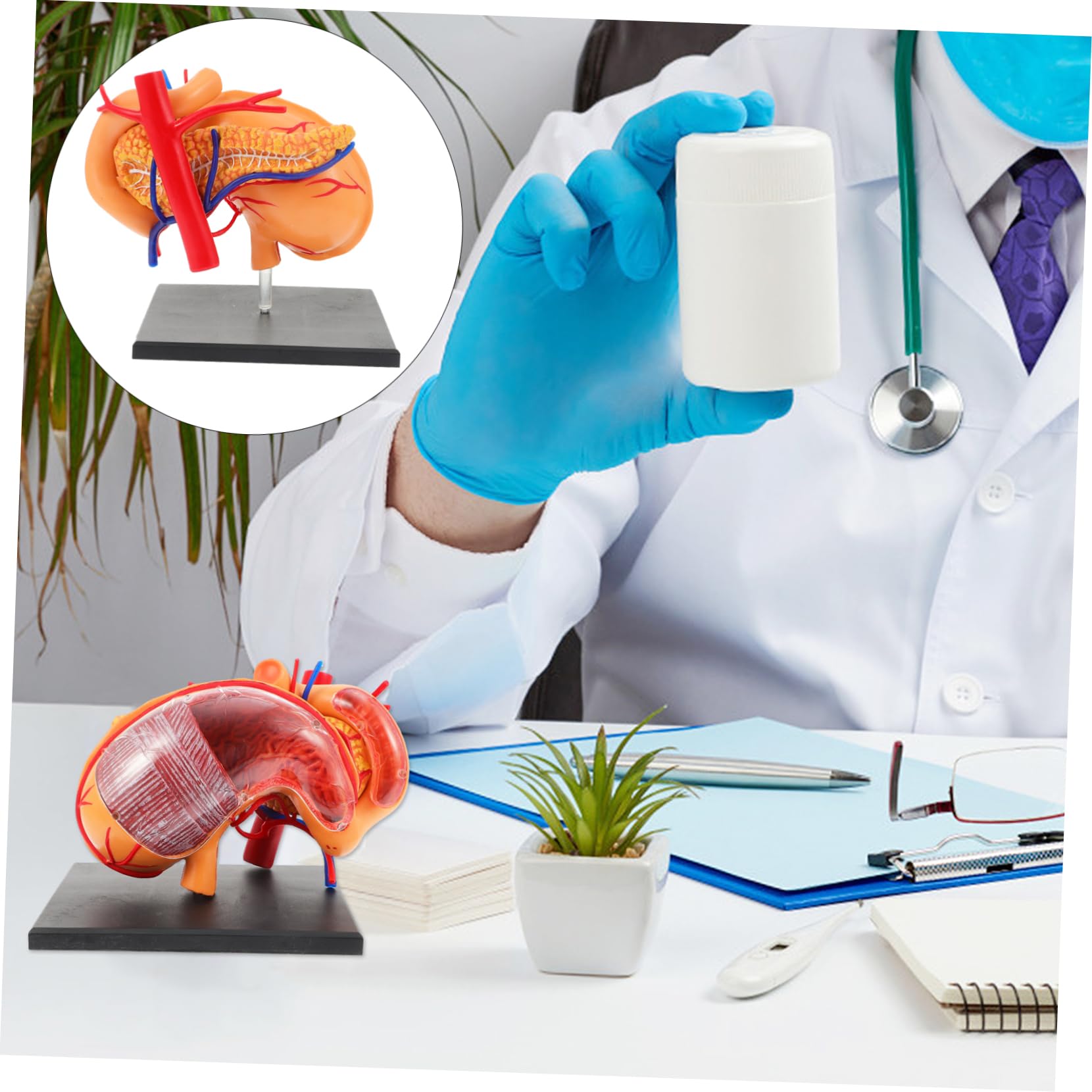 Alipis 1pezzi Modello Anatomico Stomaco in Strumento Didattico Per Materiale Per Insegnamento Biologico Per Dimostrazione Scolastica