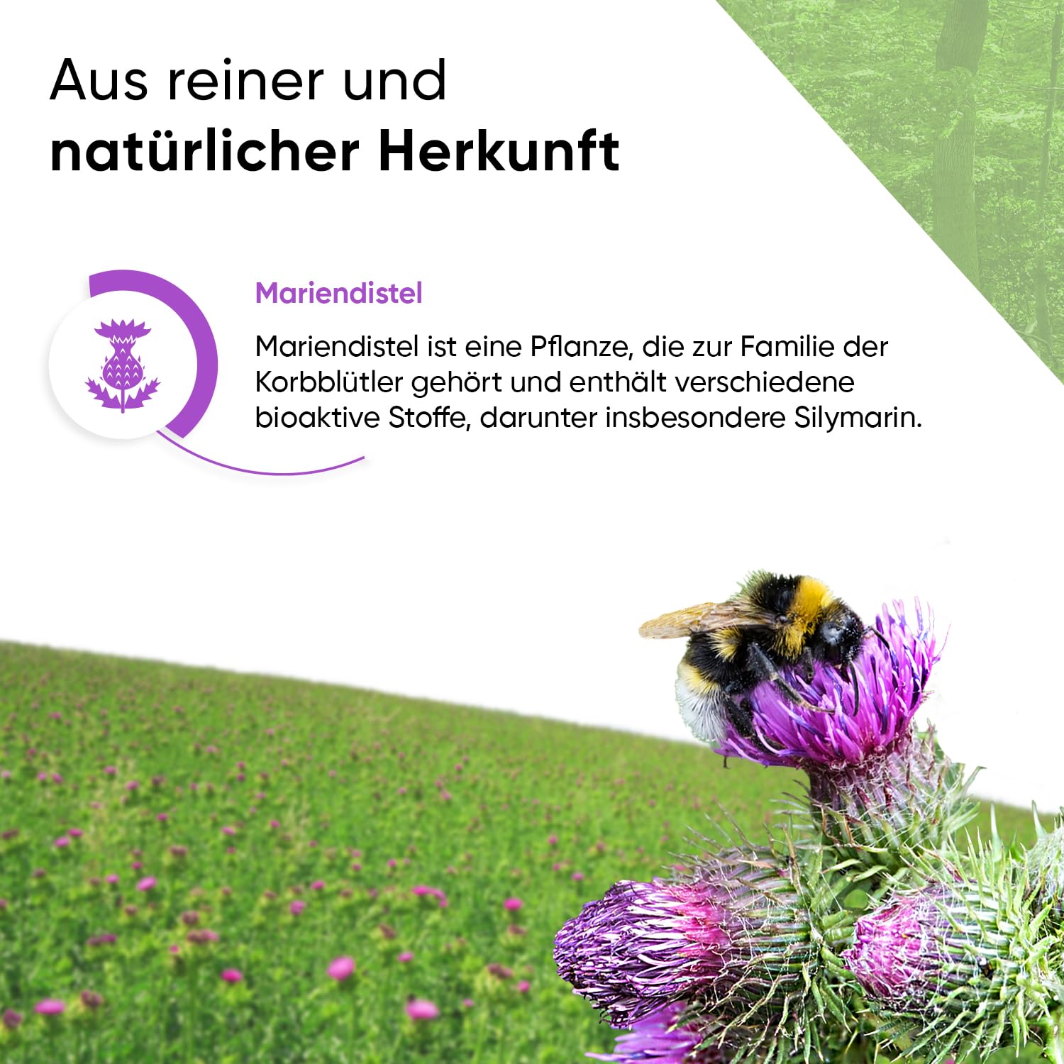 Mariendistel 240 Kapseln mit 80% Silymarin Extrakt Artischocken und Löwenzahn inklusive Pillenbox 8 Monate Vorrat 100% vegan reine Rezeptur geprüfte Qualität