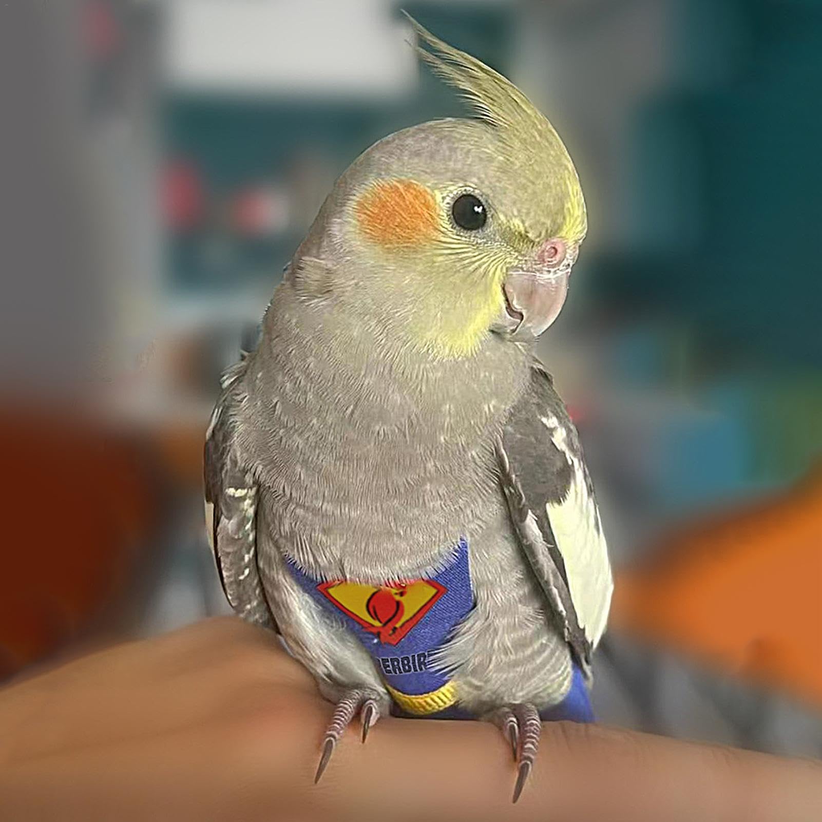 Papageienwindeln & Vogelanzug - Wasserdichte Hose Für Wellensittiche, Nymphensittiche & Andere Vögel