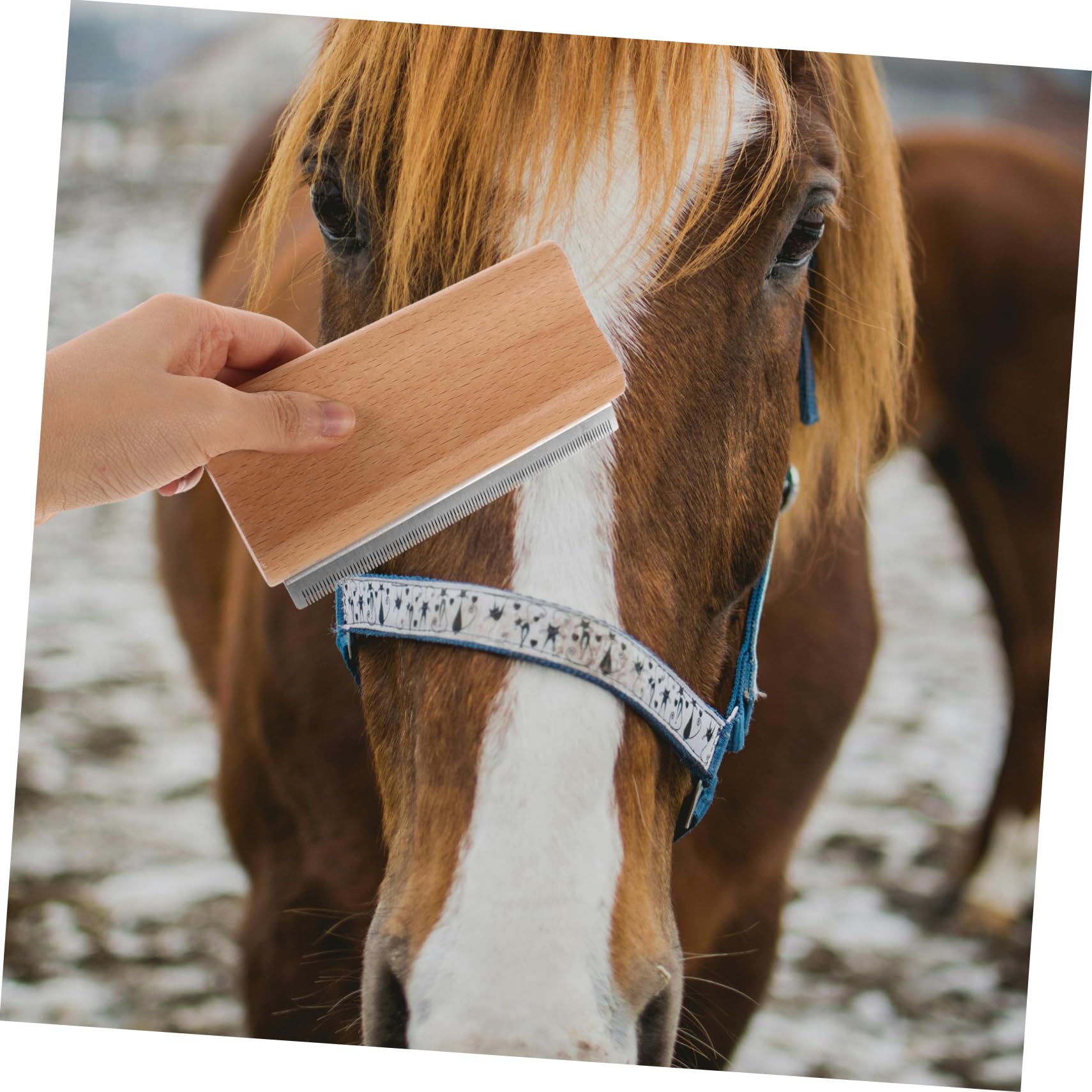 Supvox 5stücke Horse Deshedding Brush Pferdebürste Für Effektives Grooming Für Pflege Von Pferdehaaren Und Fördert Die Bindung Tier Und