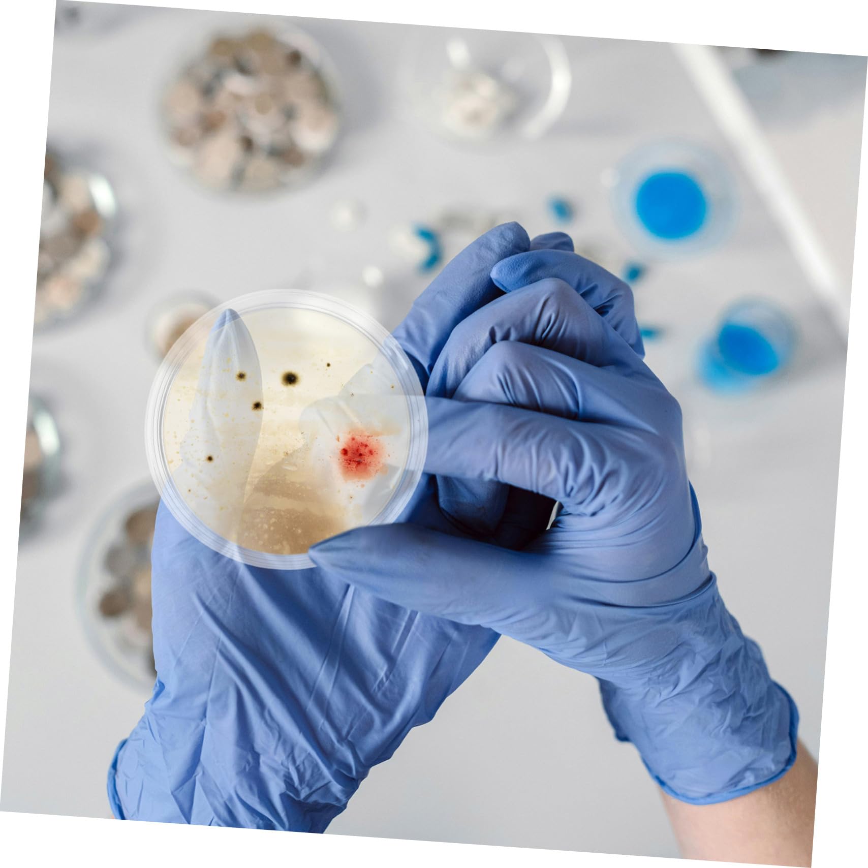 Luxshiny 10stücke Labor Petrischalen aus Glas mit Deckel Sterile für Pilz Kultur Mikrobiologisch Experiment Apparat Zubehör für Wissenschaftliche Projekte