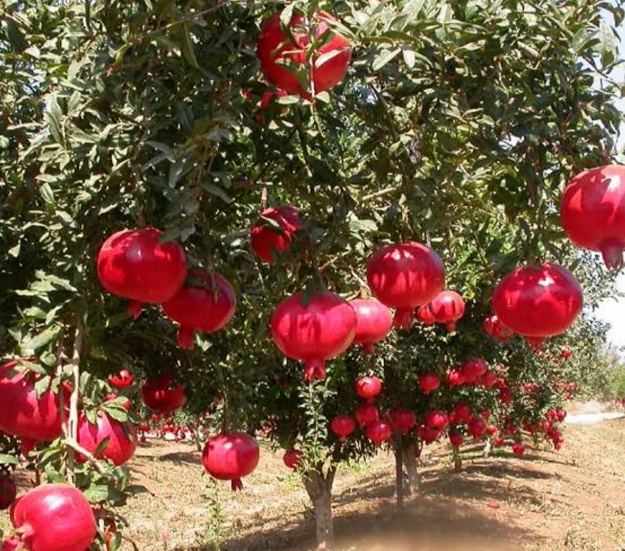 See full amazon price history chart for Balbasaur Rosa Pomegranate/Red Kandhari Anar Live Hybrid Fruit Plant Balbasaur Rosa Pomegranate/Red Kandhari Anar Live Hybrid Fruit Plant (B0B8RQRYVR) Amazon Price History, Amazon Price Tracker