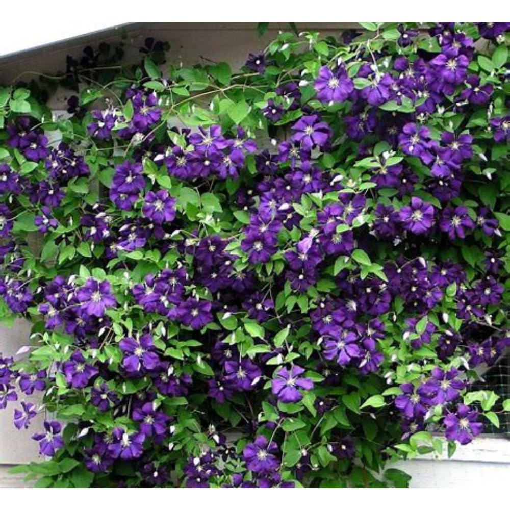 Jackmani Clematis Vine