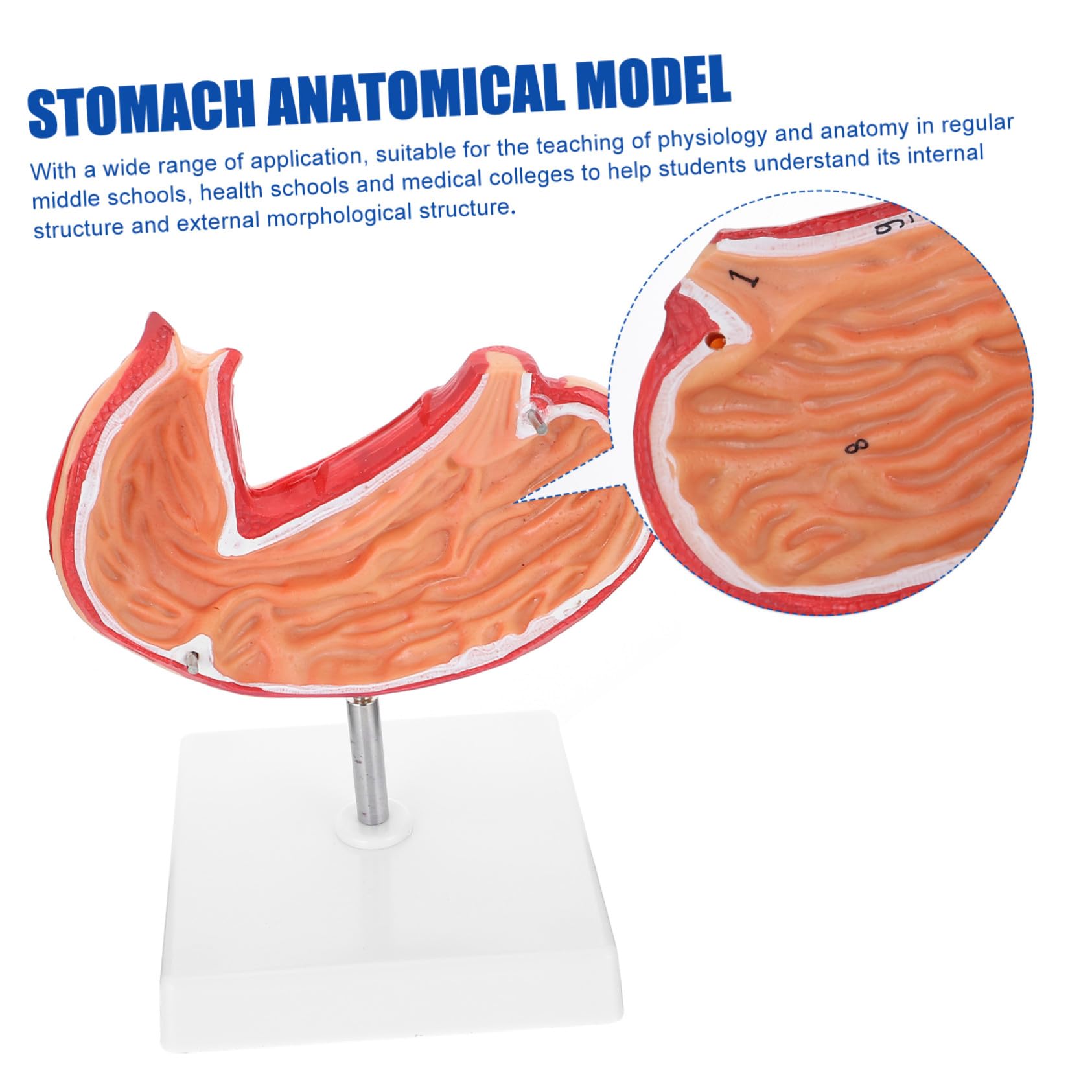Medizinisches Anatomisches Magenmodell Naturgetreues Schul Lehrmittel Langlebiges Umweltfreundliches Material Für Biologie Unterricht