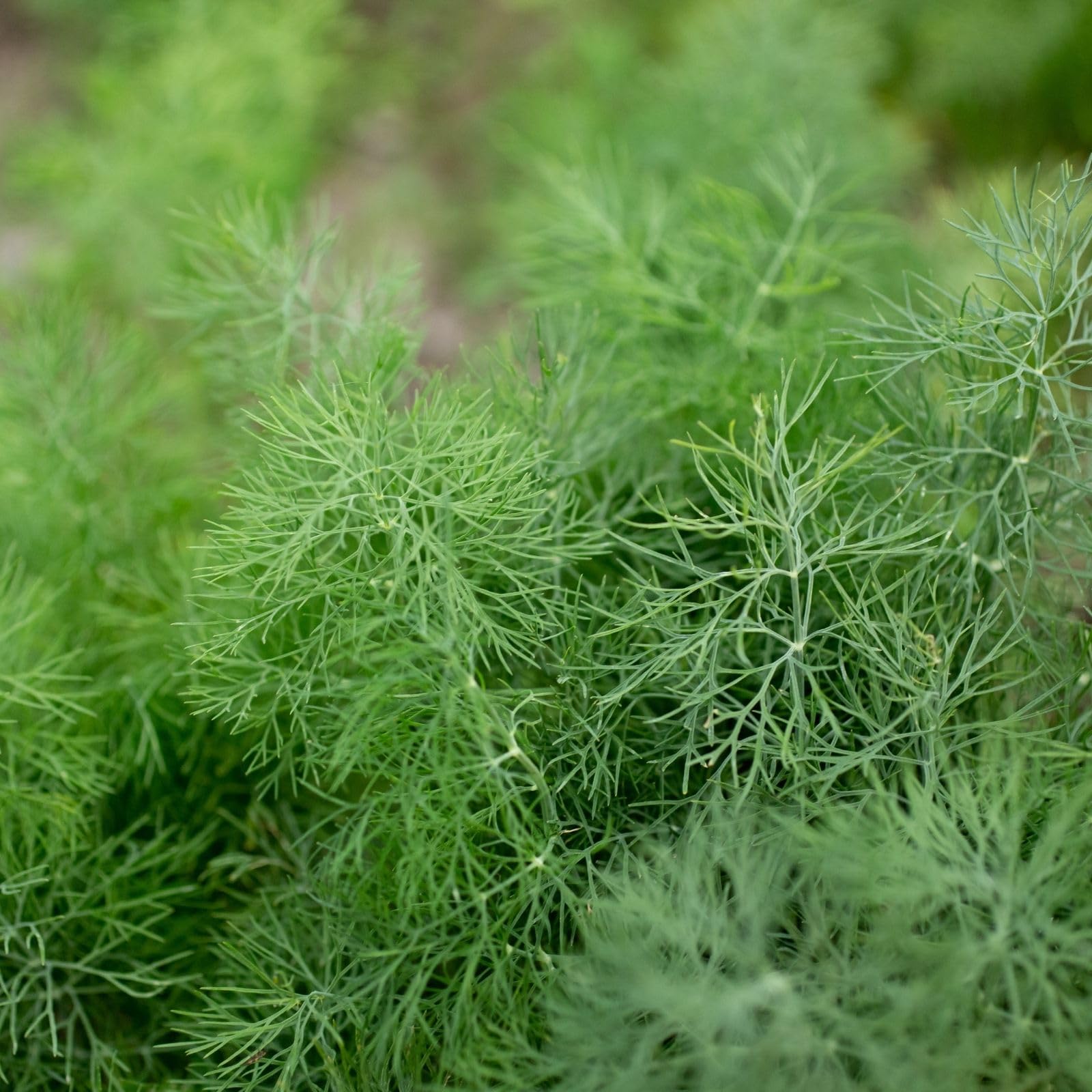 Clovers Garden Fernleaf Dill Herb Plants