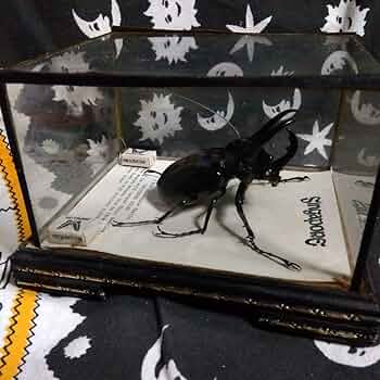 黄金のコーカサスオオカブト Amazon.co.jp: コーカサスオオカブト 昆虫 フィギュア